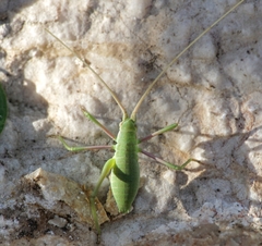 Acrometopa macropoda