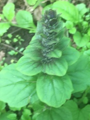 Ajuga reptans