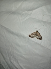 Xanthorhoe biriviata