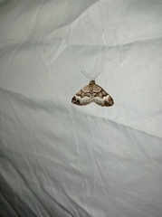 Xanthorhoe biriviata