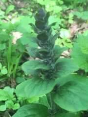Ajuga reptans