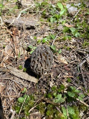 Morchella snyderi