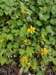 Sinosenecio oldhamianus