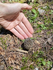 Morchella snyderi