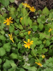 Sinosenecio oldhamianus