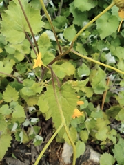 Sinosenecio oldhamianus