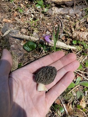 Morchella snyderi