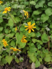 Sinosenecio oldhamianus