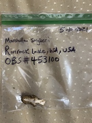 Morchella snyderi