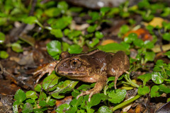 Eupsophus vertebralis