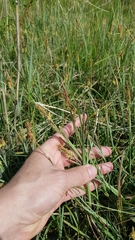 Carex hirta
