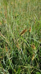 Carex hirta