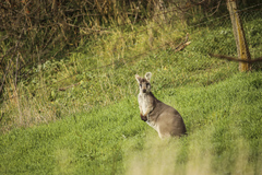 Osphranter robustus robustus