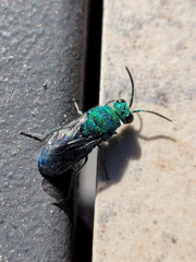 Chrysis conica