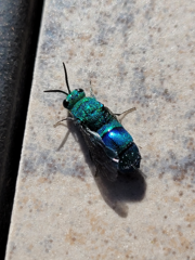 Chrysis conica