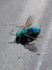 Chrysis conica