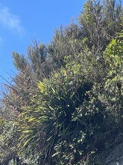 Phormium cookianum hookeri