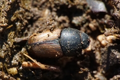 Colobopterus erraticus