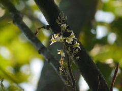 Dendrobium ovatum