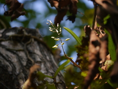 Dendrobium ovatum