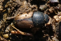 Colobopterus erraticus