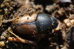 Colobopterus erraticus