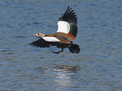 Alopochen aegyptiaca