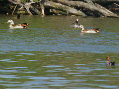 Alopochen aegyptiaca