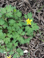 Ranunculus sieboldii