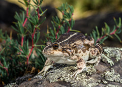 Pleurodema bufoninum