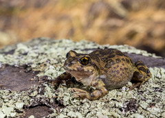 Atelognathus nitoi