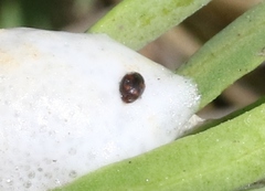 Nephus guttulatus