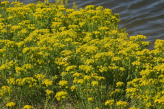 Euphorbia cyparissias