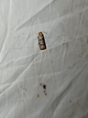 Pseudococcyx posticana