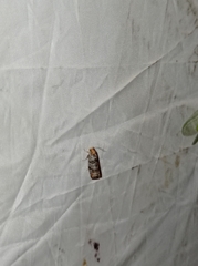 Pseudococcyx posticana