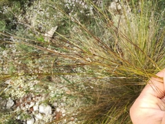 Stipa juncea