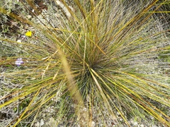 Stipa juncea