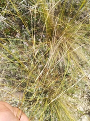 Stipa juncea