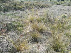 Stipa juncea