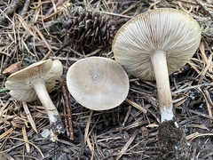 Melanoleuca angelesiana