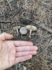 Melanoleuca angelesiana