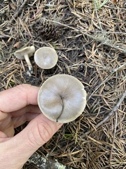 Melanoleuca angelesiana