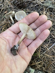 Melanoleuca angelesiana