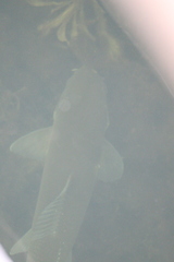 Catostomus macrocheilus