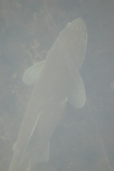 Catostomus macrocheilus