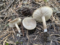 Melanoleuca angelesiana