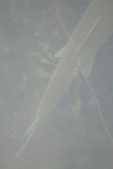 Catostomus macrocheilus