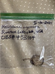 Melanoleuca angelesiana