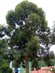 Dryobalanops aromatica