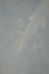 Catostomus macrocheilus